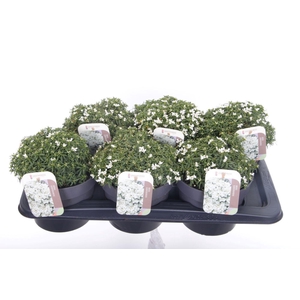 Iberis sempervirens Snow Cone