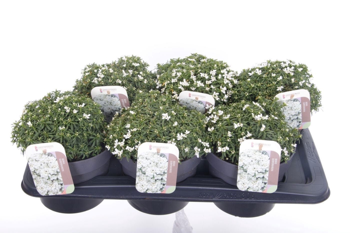 <h4>Iberis sempervirens Snow Cone</h4>