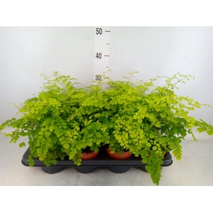 Adiantum raddi. 'Fragrans'