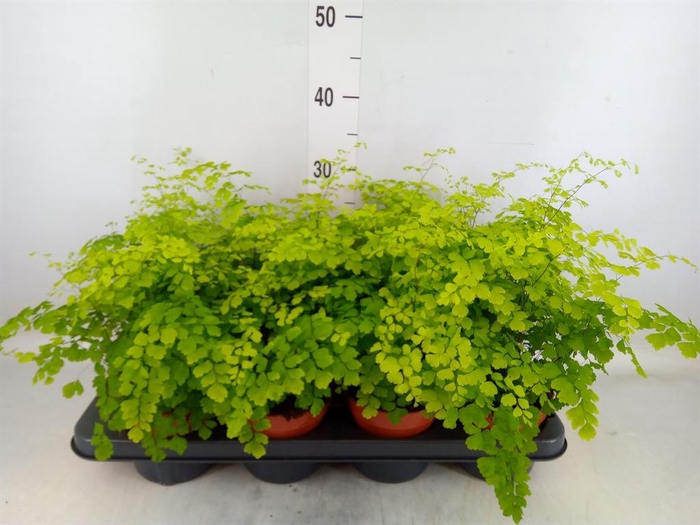 <h4>Adiantum raddi. 'Fragrans'</h4>