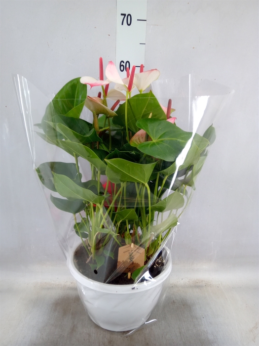 <h4>Anthurium  'Pr. Amalia Elegance'</h4>