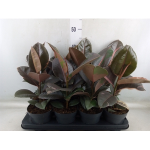 Ficus elastica 'Pink Camouflage'