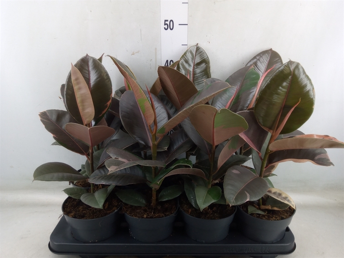 <h4>Ficus elastica 'Pink Camouflage'</h4>