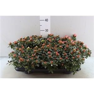 RHODO SI FLUOSTERN