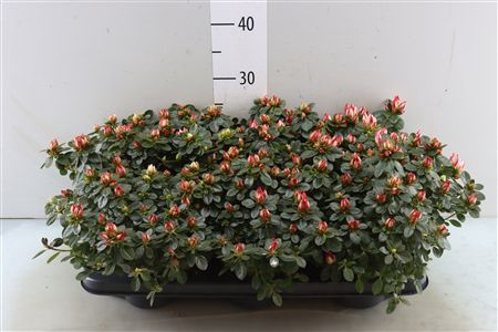 <h4>RHODO SI FLUOSTERN</h4>