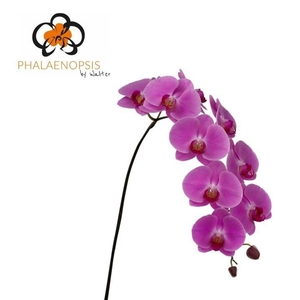 Phalaenopsis  'Happy Valentina'
