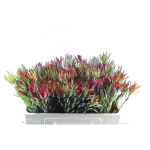 Leucad Sal Blush Single