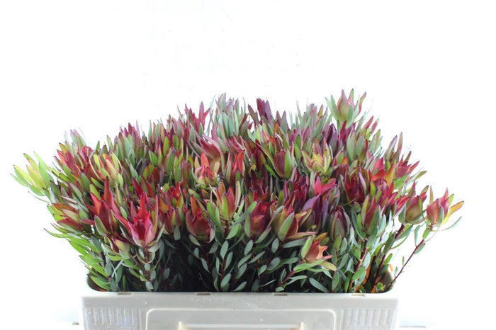 Leucad Sal Blush Single