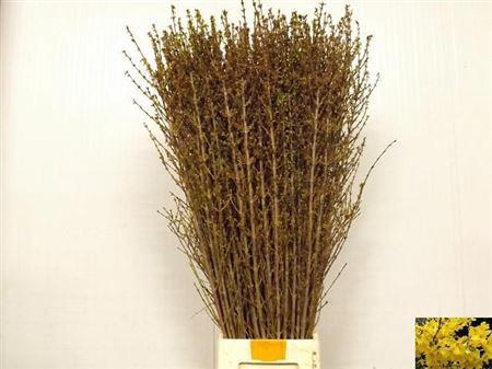 <h4>Forsy I Spectabilis A2</h4>