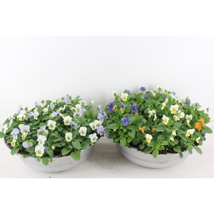 arr4 Outdoor AL - Viola zink schaal 36cm