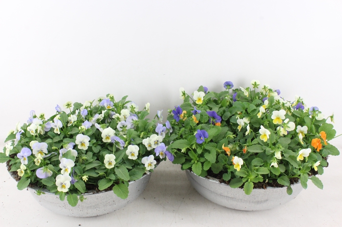 <h4>arr4 Outdoor AL - Viola zink schaal 36cm</h4>
