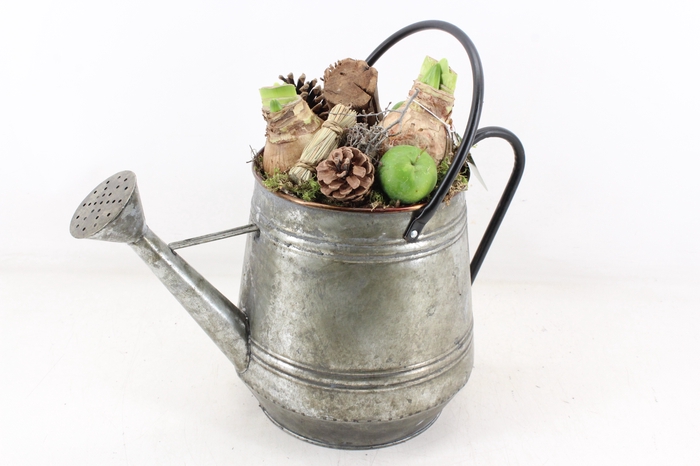 <h4>arr4 Amaryllis MB - Zink gieter L x2</h4>