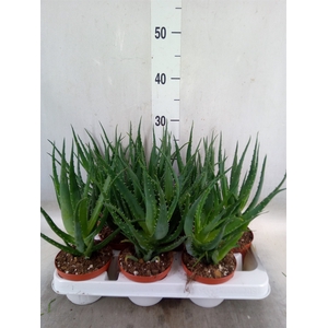 Aloe arborescens