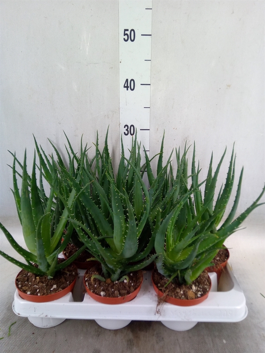 <h4>Aloe arborescens</h4>