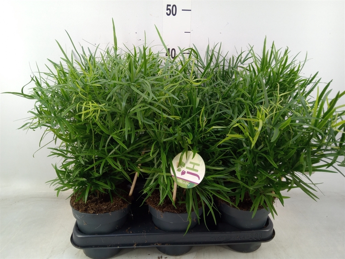 <h4>Asparagus falcatus</h4>