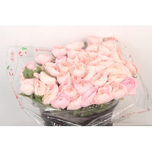 Ran... Su New Hanoi Super X50