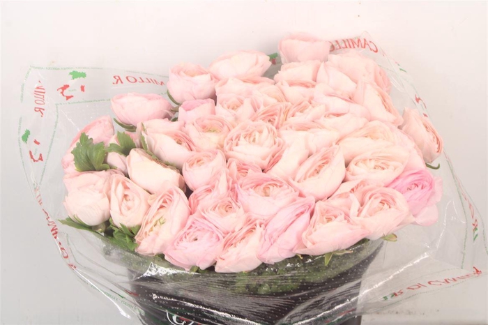 <h4>Ran... Su New Hanoi Super X50</h4>