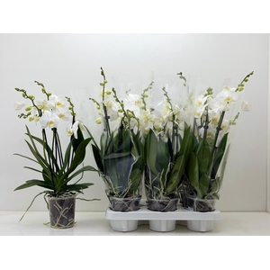 PHAL CHRISTEL 2