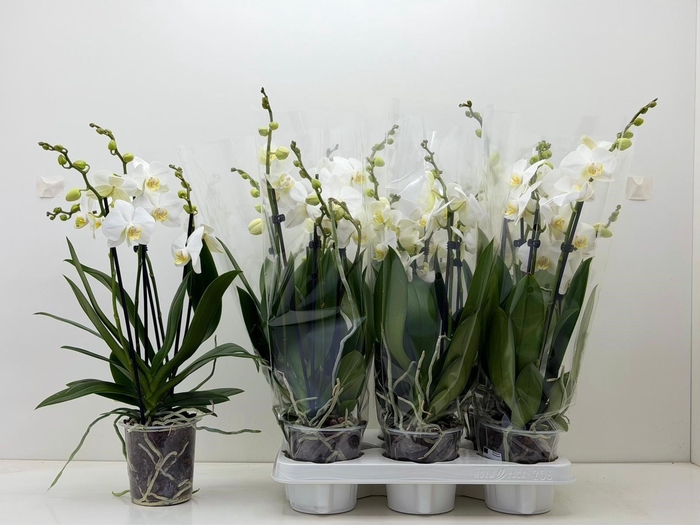 <h4>PHAL CHRISTEL 2</h4>