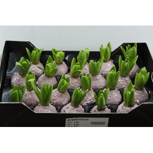 Wax Hyacinth Korrel Ivoor