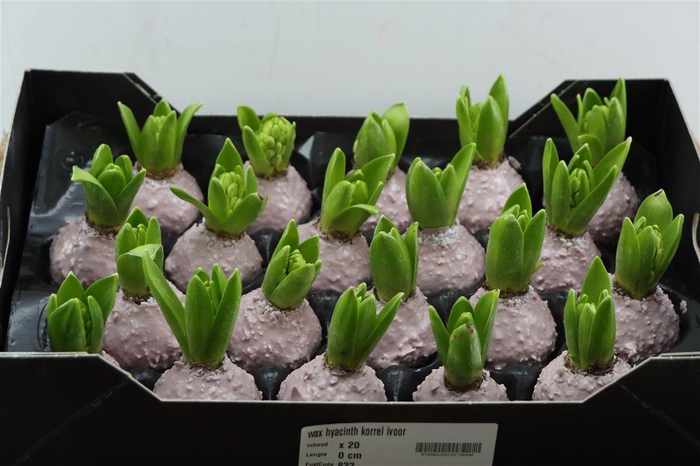 <h4>Wax Hyacinth Korrel Ivoor</h4>