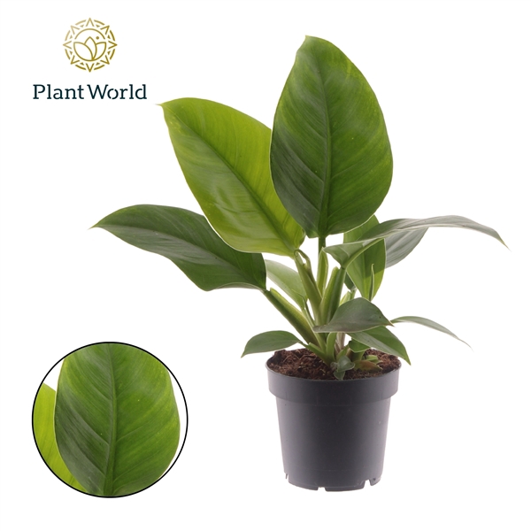 <h4>Philodendron Imperial Green</h4>