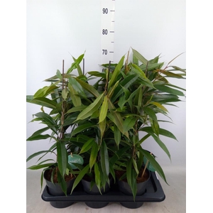 Ficus binn. 'Amstel King'