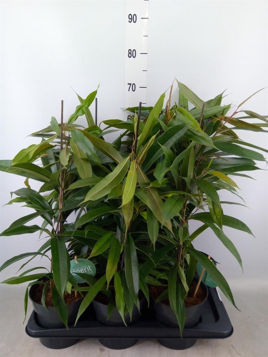 <h4>Ficus binn. 'Amstel King'</h4>