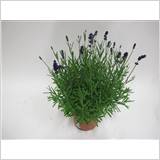 LAVAN AN BLUE SCENT