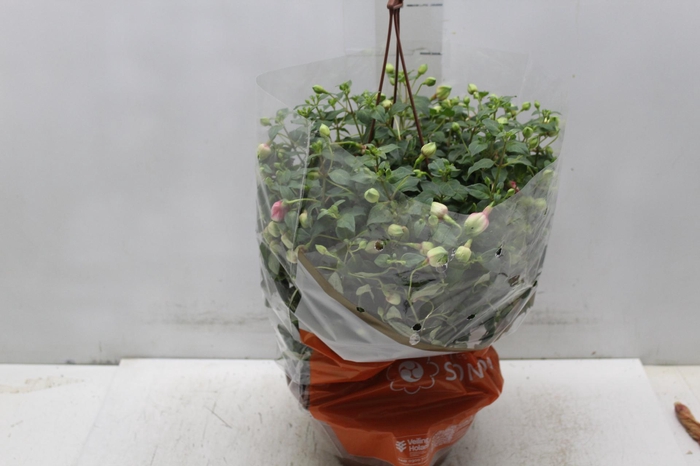 BRINCO DE PRINCESA C21