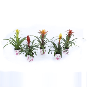 Bromelia Mix in true love hart cover Roze