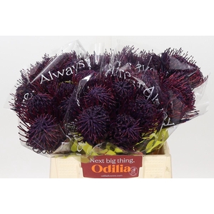 Nutans Painted Aubergine