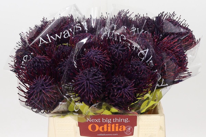 <h4>Nutans Painted Aubergine</h4>