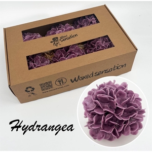 Zijde Hydr Wx Oud Paars