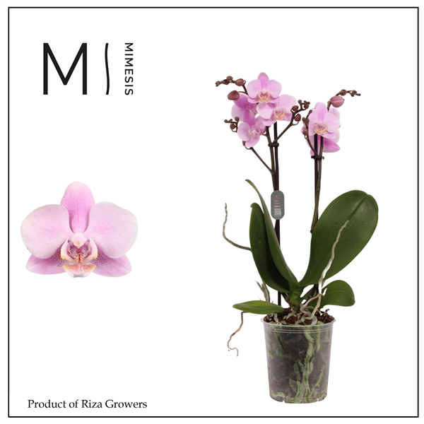 <h4>Mimesis Phal. Beaution - 2 spike 9cm</h4>