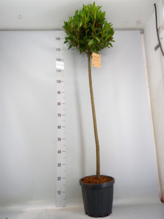<h4>Laurus nobilis</h4>