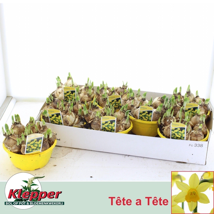 <h4>NARC O TETE A TETE</h4>