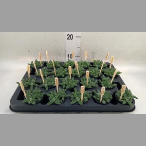 Delosperma echinatum