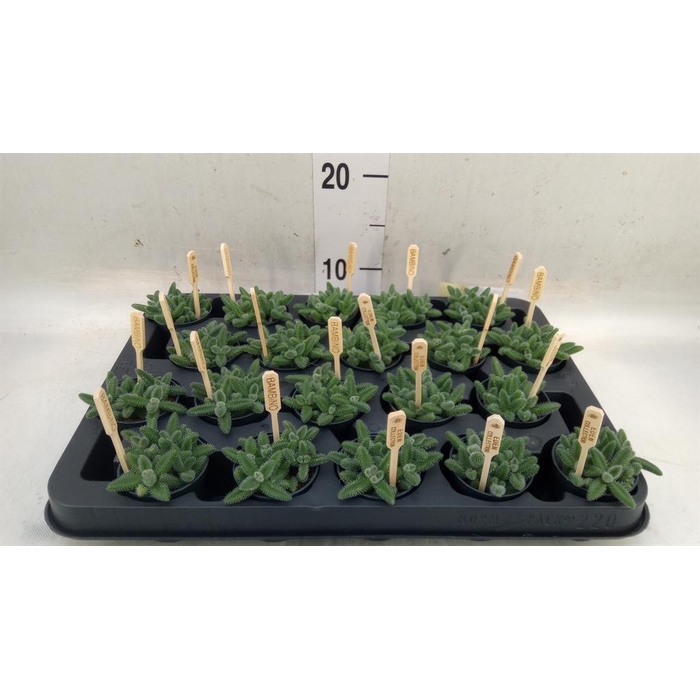 <h4>Delosperma echinatum</h4>