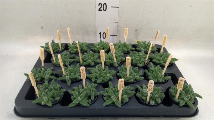 <h4>Delosperma echinatum</h4>