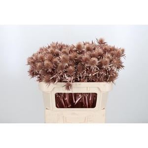 Eryn Supernova Kl Bh Rose Goud