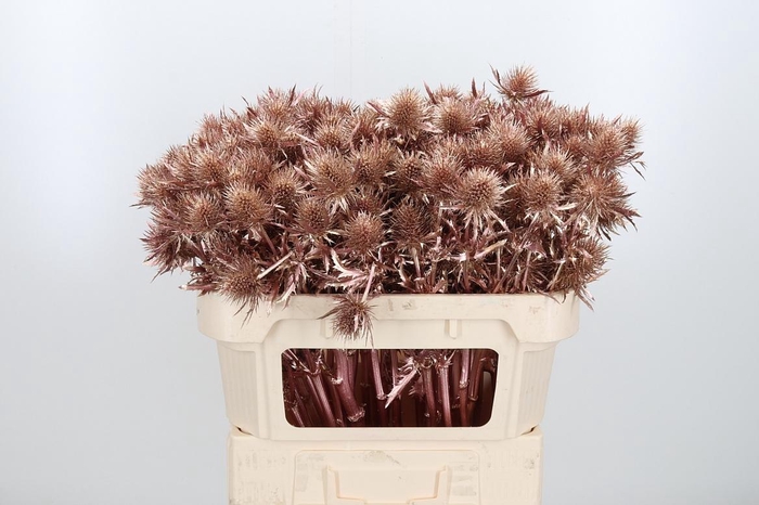 <h4>Eryn Supernova Kl Bh Rose Goud</h4>