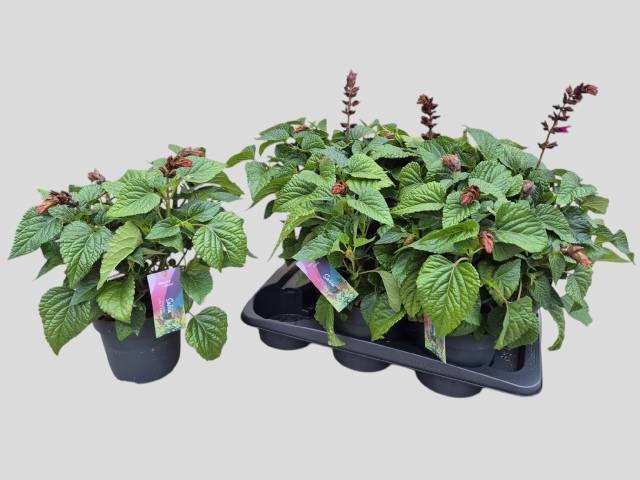 <h4>SALVIA  LAKE FLAMING</h4>