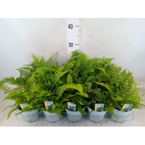 Ferns   ...mix