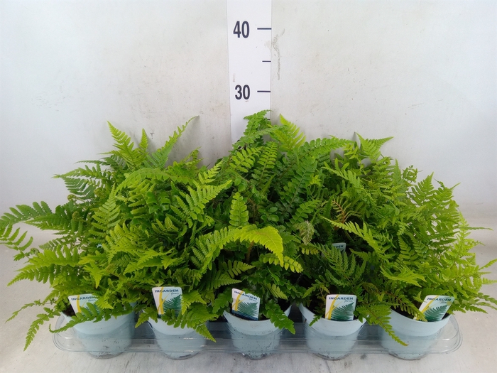 <h4>Ferns   ...mix</h4>