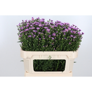 Aster Astee Pink Mi
