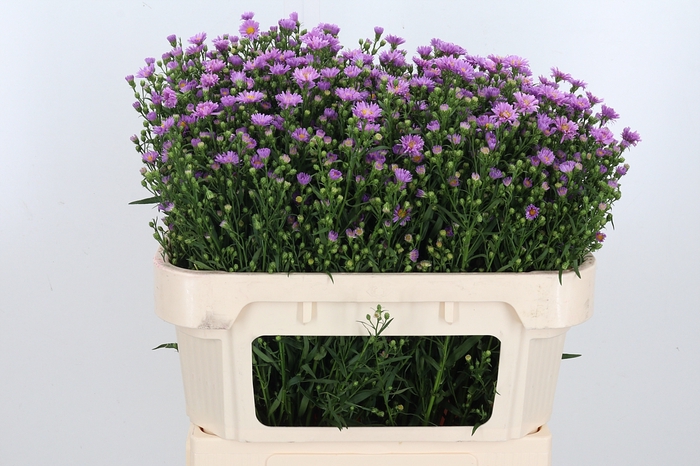 <h4>Aster Astee Pink Mi</h4>