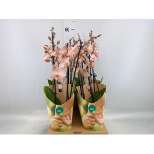 Phalaenopsis 'Ant Varese'