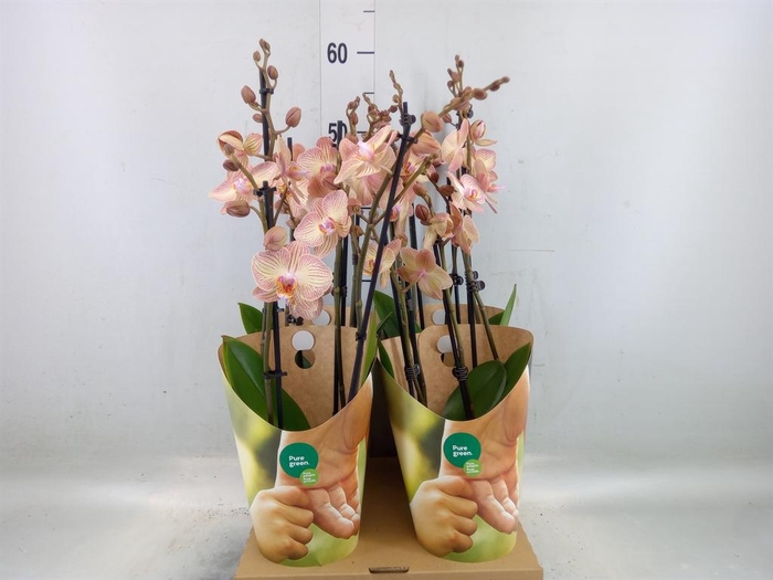 <h4>Phalaenopsis  'Ant Varese'</h4>