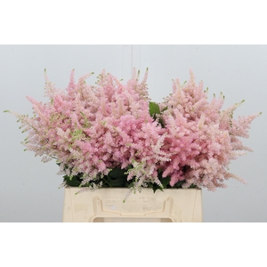 Astilbe Europa Roze
